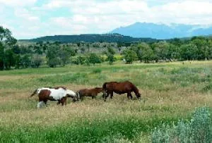 a view of yard with outdoor seating and green space