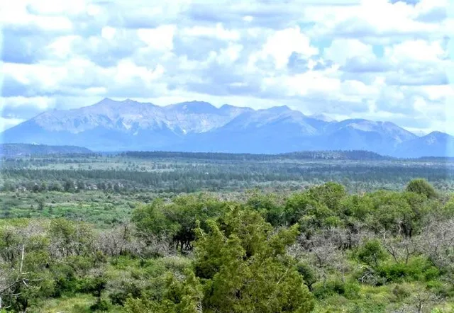 a view of a yard with an ocean
