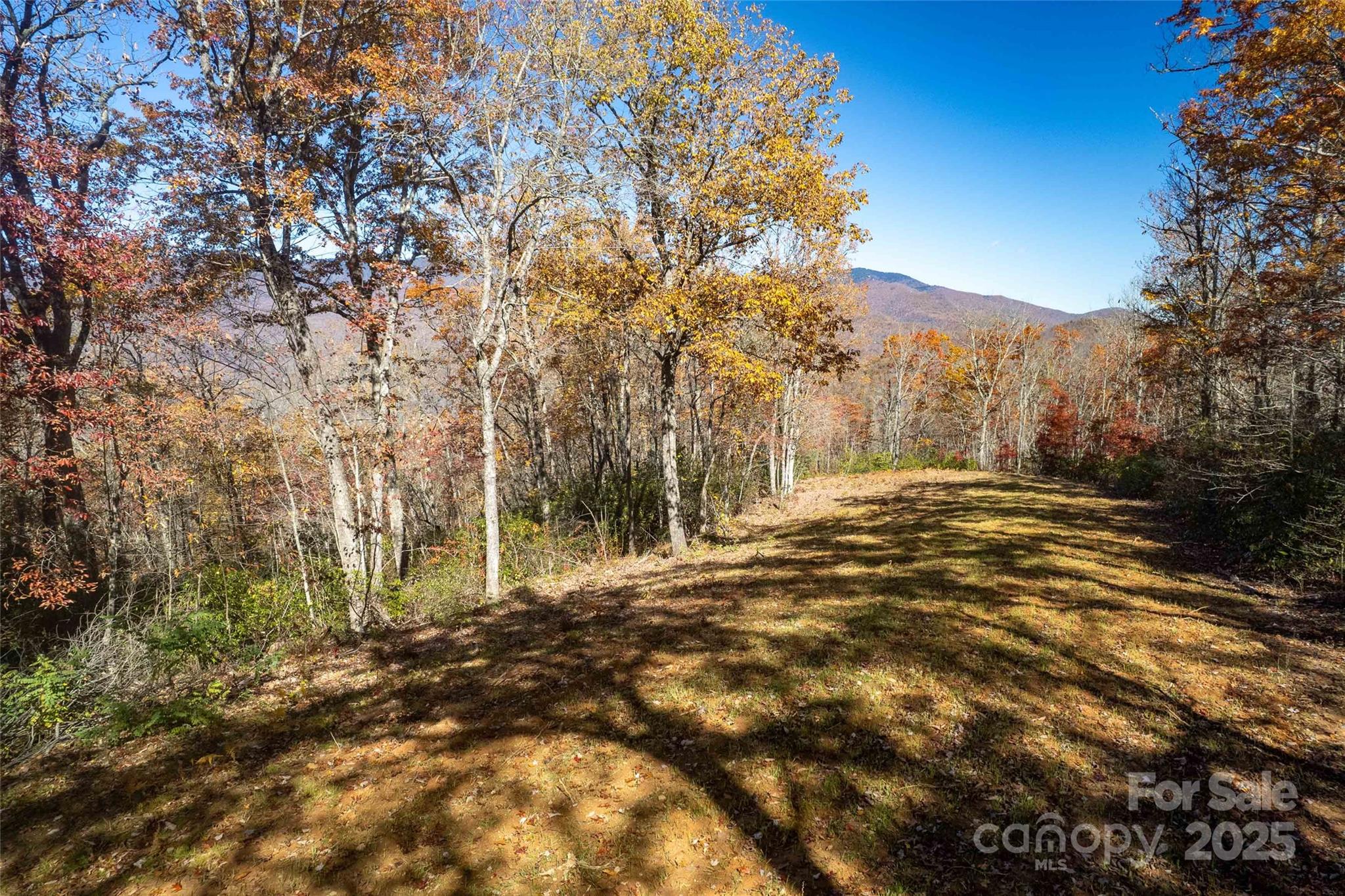 930 Copperhead Cove Road Sylva, NC 28779 - Photo 48 of 48 a view of large trees with green space