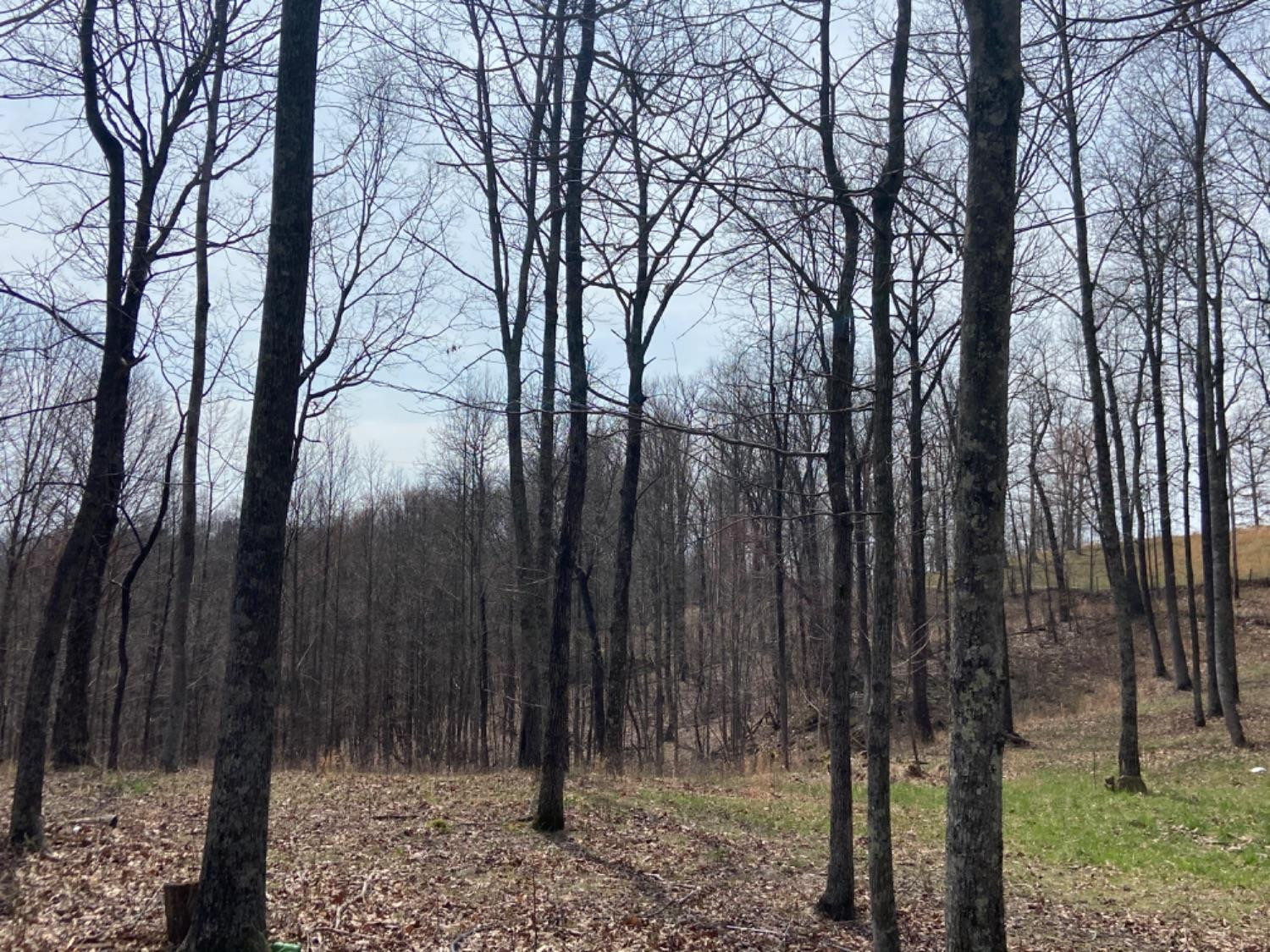 5308 Lower Cane Creek Road Stanton, KY 40380 - Photo 2 of 6 Photo 2