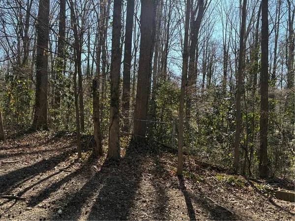 a view of a forest with trees