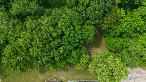 a view of a lush green forest with trees in a background