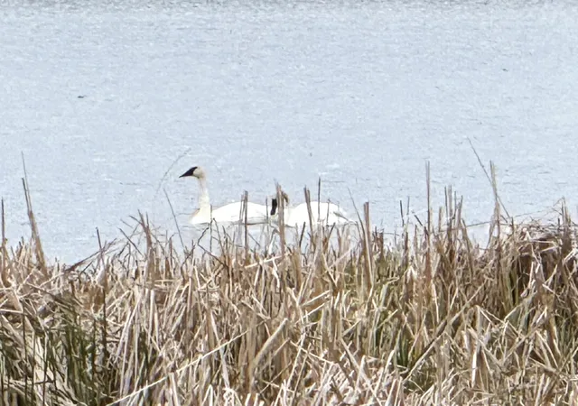 $424,900 | 11365 Platt Avenue Southwest, Cokato, MN 55321