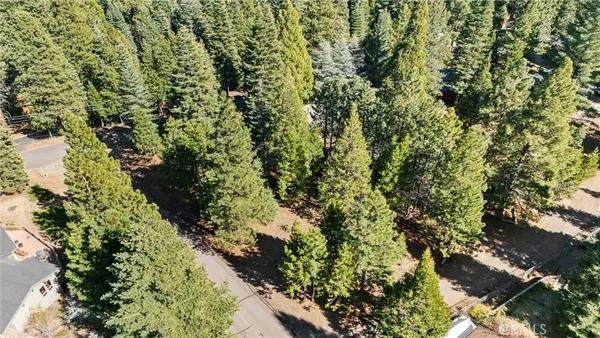 a view of a forest with a mountain