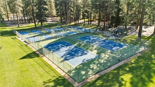 a bird view of tall trees