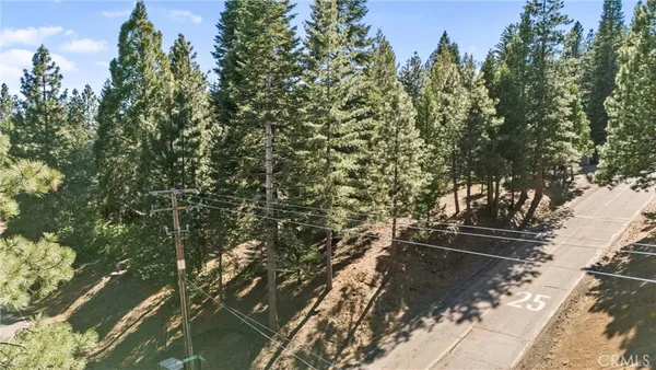 a view of a yard with plants and large trees