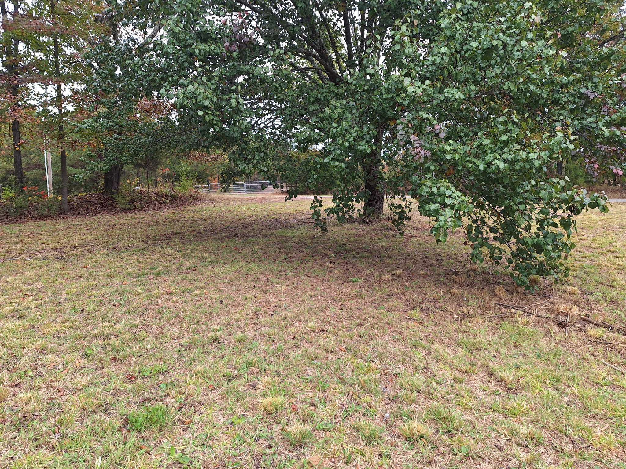 538 Mt Nebo Road Iron City, TN 38463 - Photo 20 of 33 a view of a yard with large trees