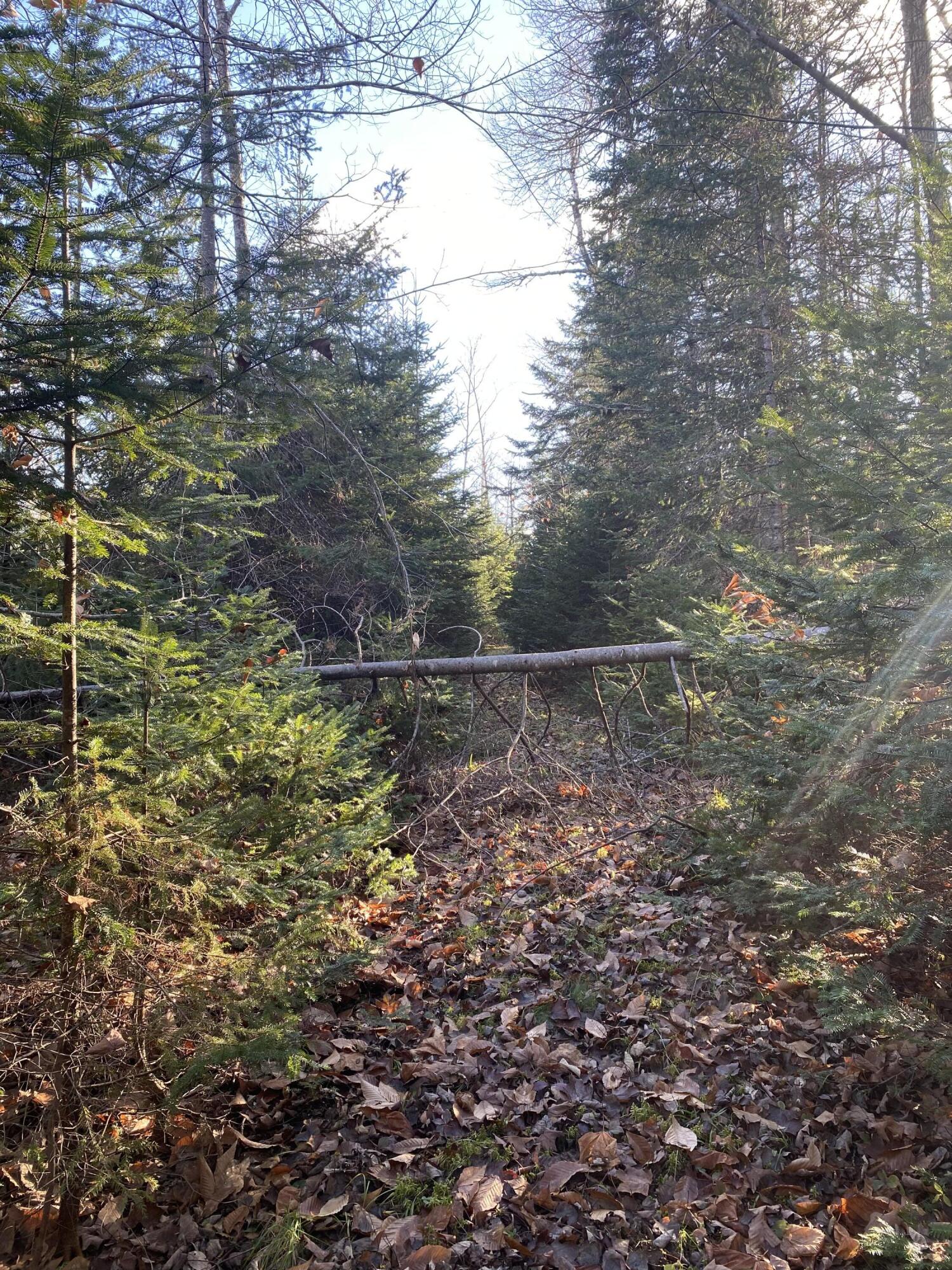 Lot 023 Pleasant Ridge Road Dexter, ME 04930 - Photo 6 of 7 IMG_8528