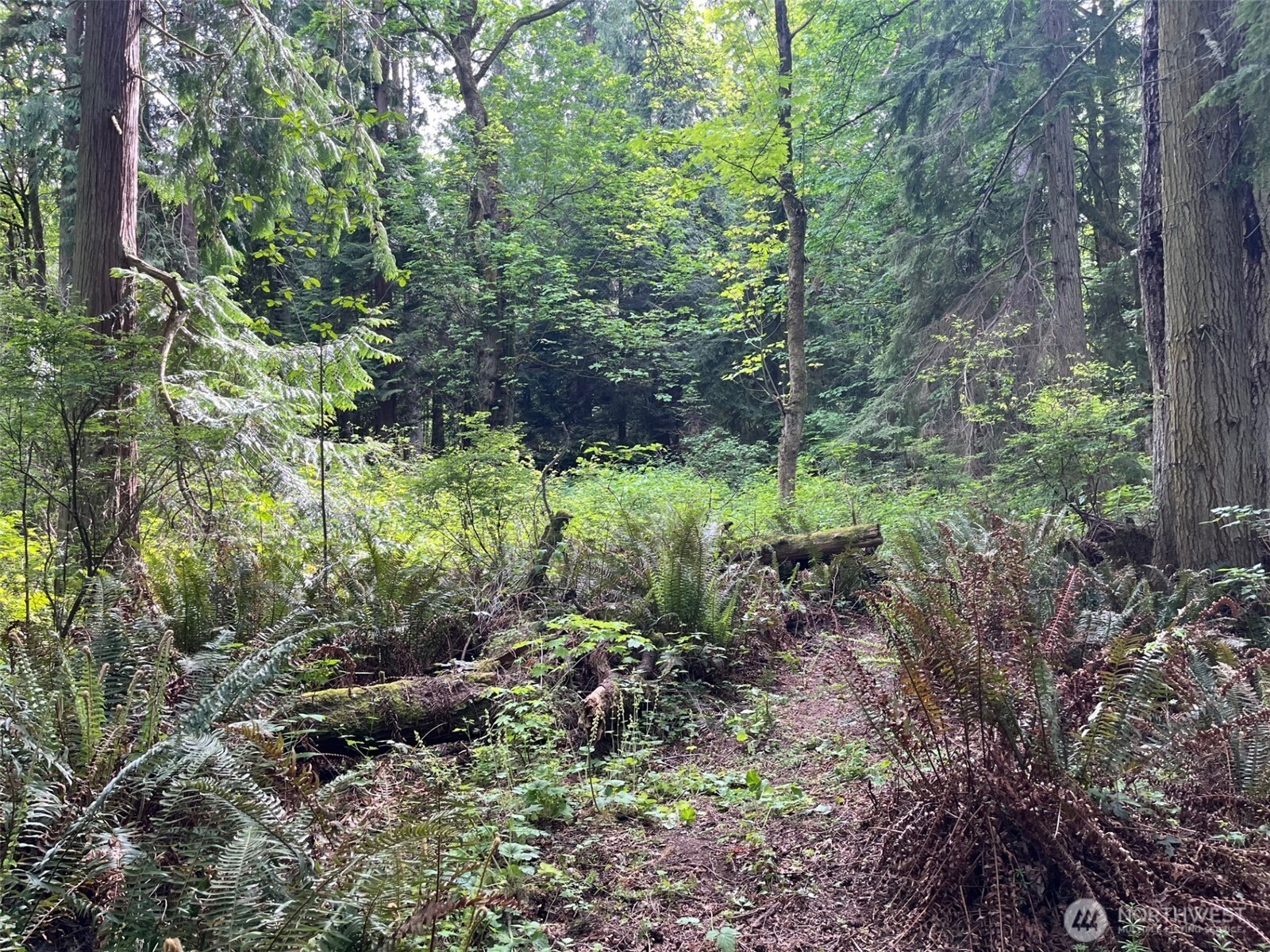 a view of a lush green forest