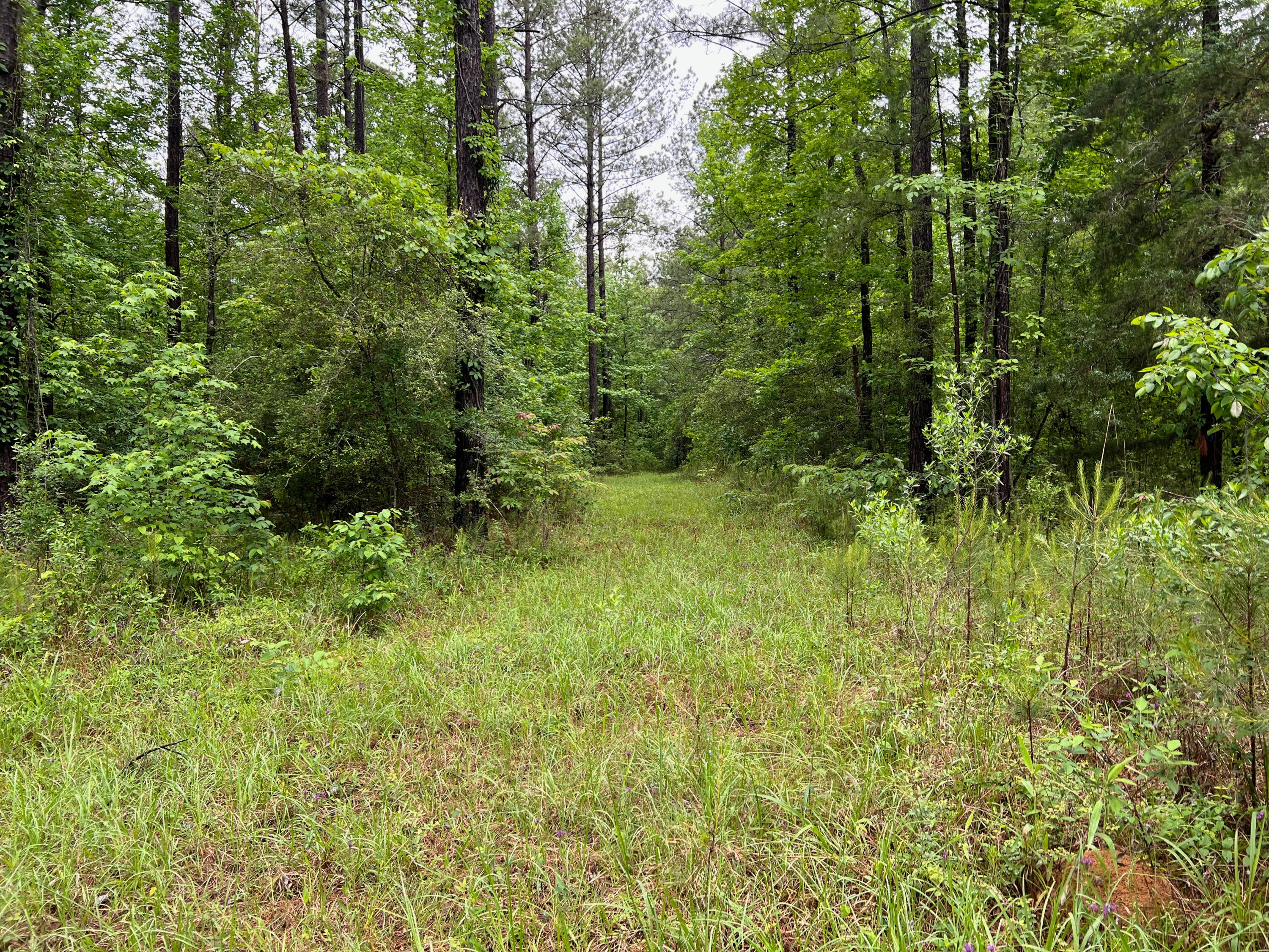 0 Co Road Shubuta, MS 39360 - Photo 18 of 19 shubuta land mls size (16 of 17)