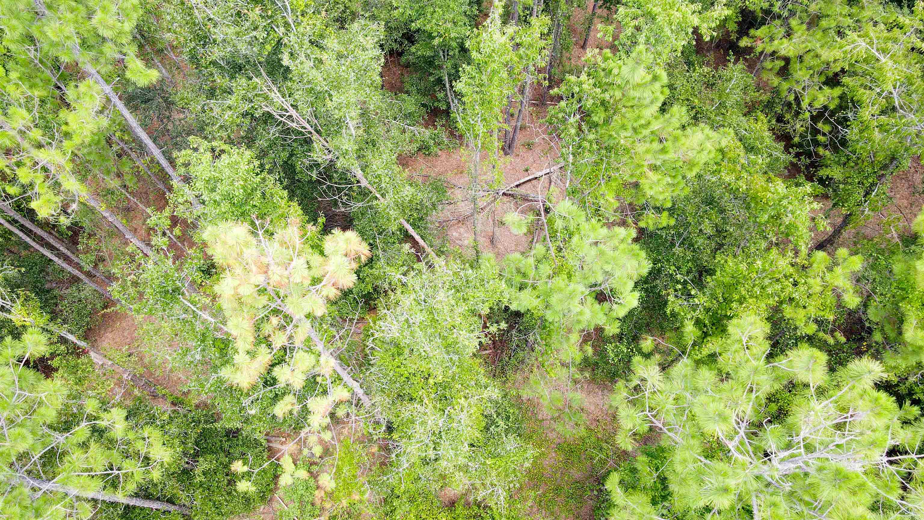 2-royal Springs 2-royal Springs, Unit LOT 2 O'Brien, FL 32071 - Photo 2 of 18