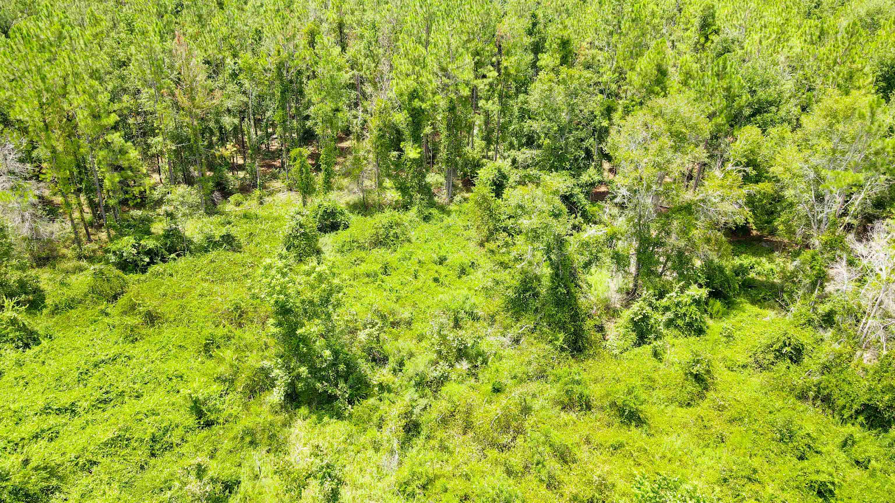 2-royal Springs 2-royal Springs, Unit LOT 2 O'Brien, FL 32071 - Photo 4 of 18