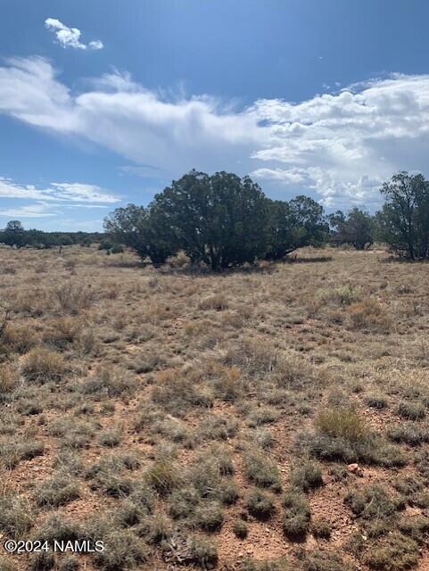 spruce8