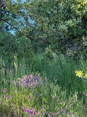 a view of a flower in a garden