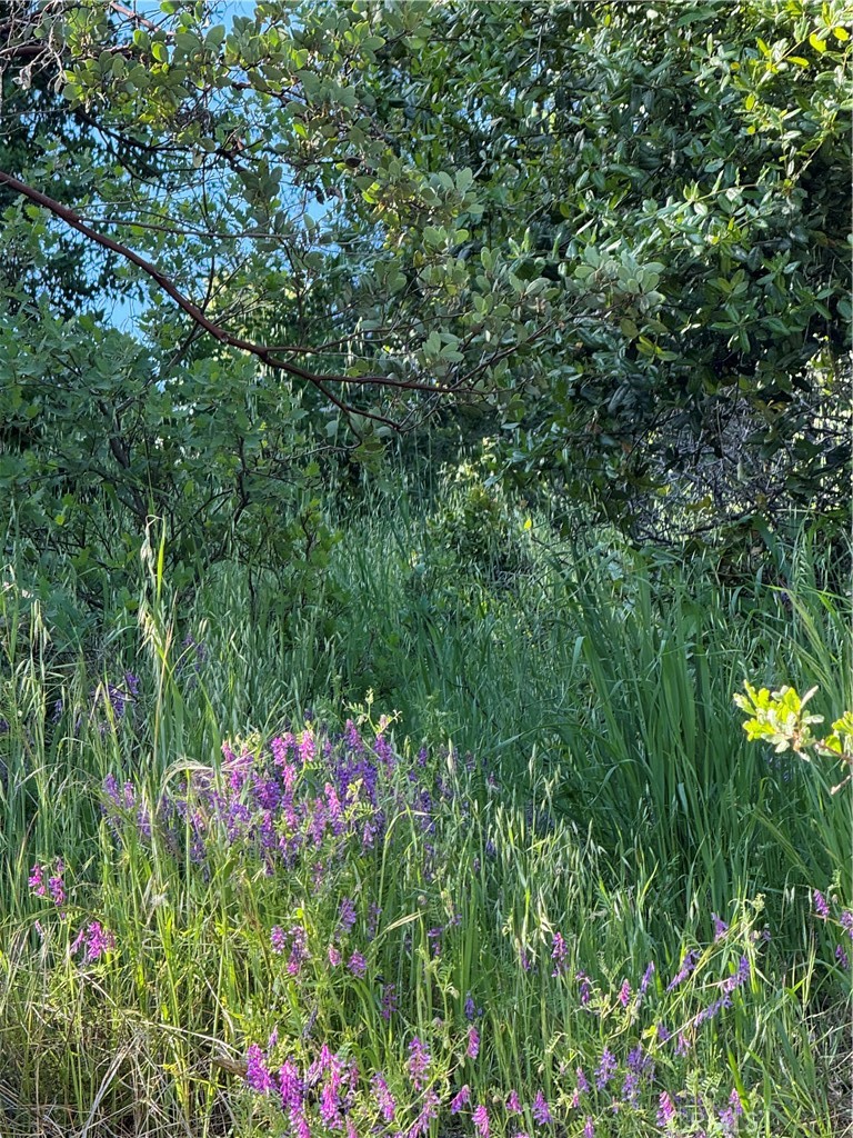 6705 Floyd Way Nice, CA 95464 - Photo 1 of 14 a view of a flower in a garden
