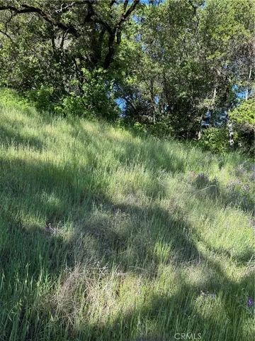 a view of a lush green space