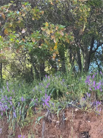 a view of a flower in a garden
