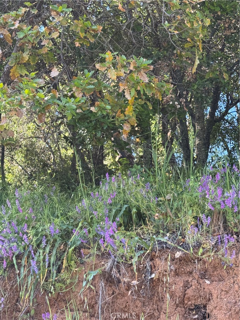 6705 Floyd Way Nice, CA 95464 - Photo 3 of 14 a view of a flower in a garden