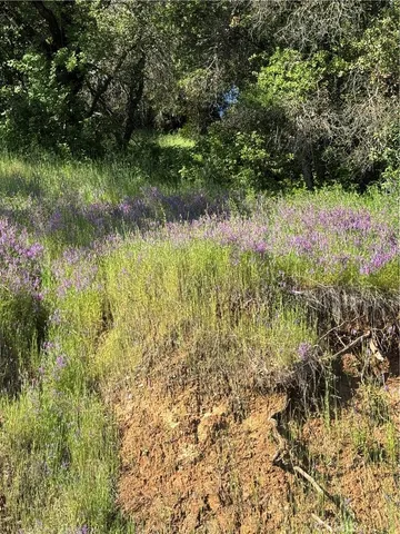 a view of a lake with a tree
