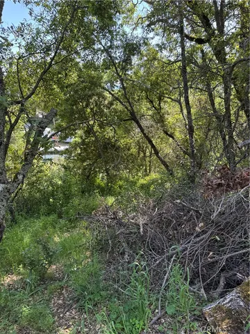 a view of a lush green forest