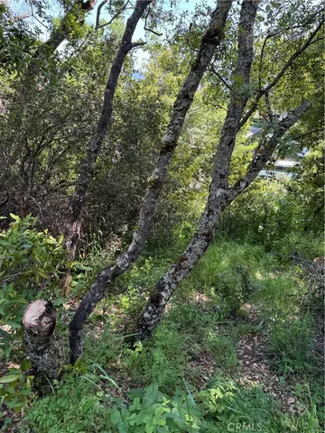 a view of a forest with a tree