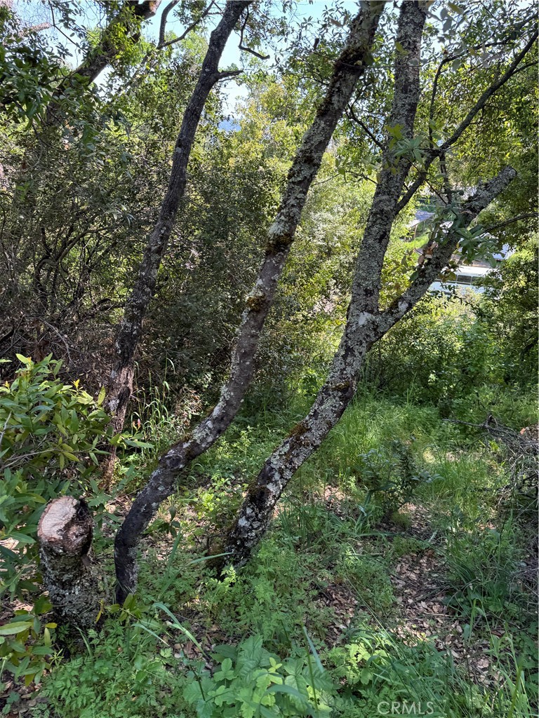6705 Floyd Way Nice, CA 95464 - Photo 8 of 14 a view of a forest with a tree