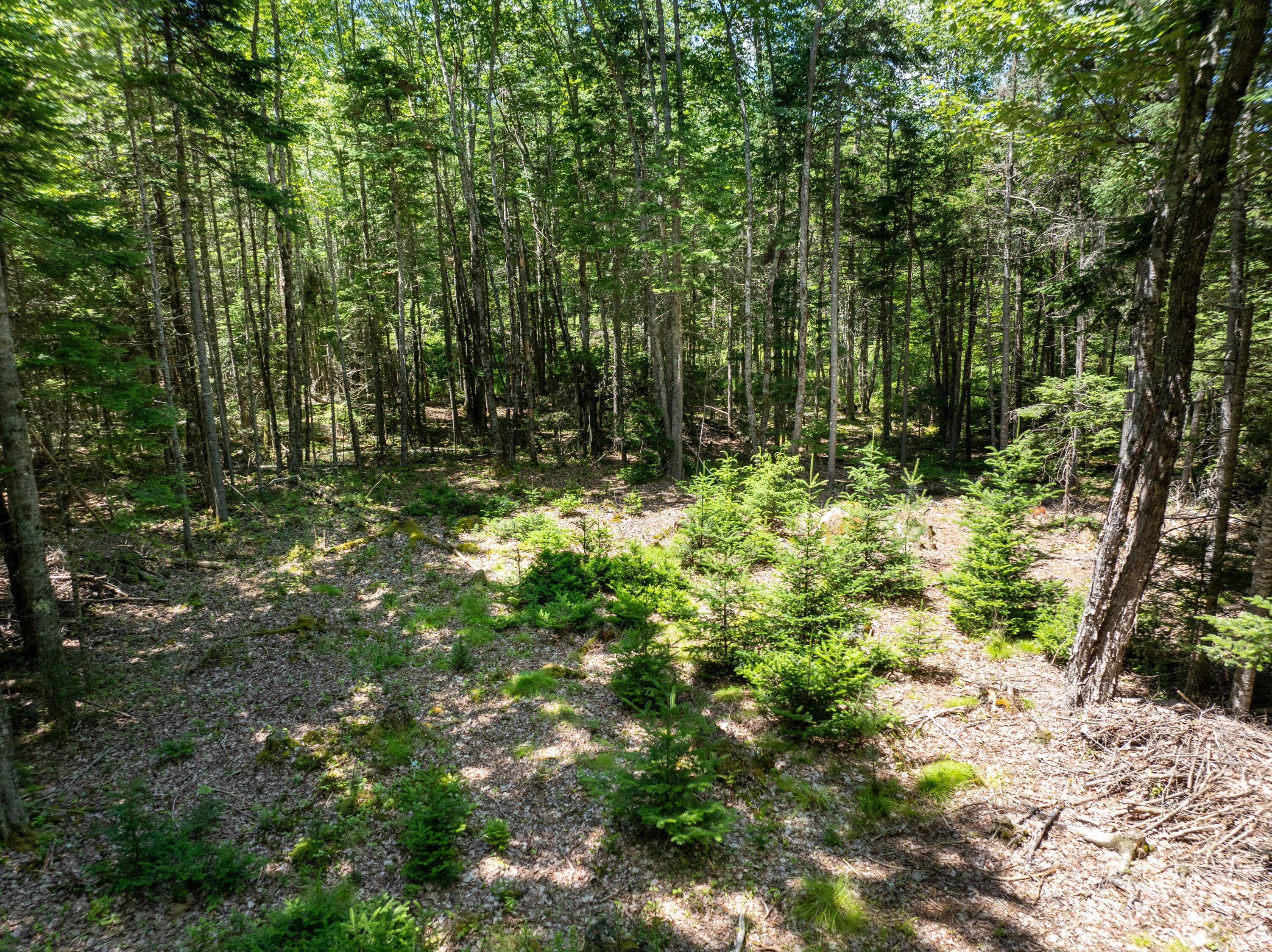 107 Mill River Road Harrington, ME 04643 - Photo 40 of 42 Wooded