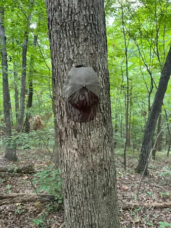 $799,000 | 0 Ridge Road, Dalton, GA 30721