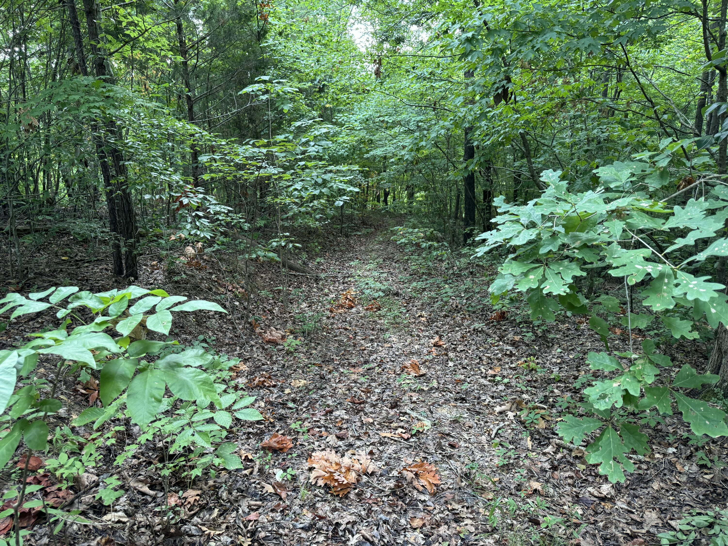 0 Ridge Road Dalton, GA 30721 - Photo 9 of 26 IMG_0808