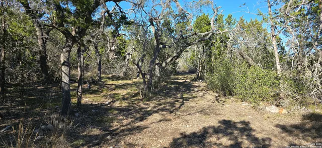 a view of a yard with a tree