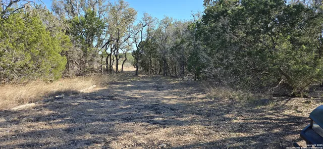 a view of a forest with trees in the background