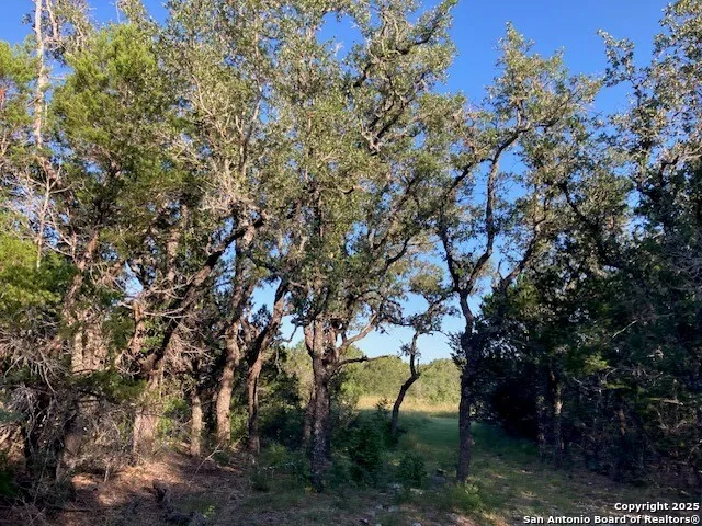 a view of a tree in a yard