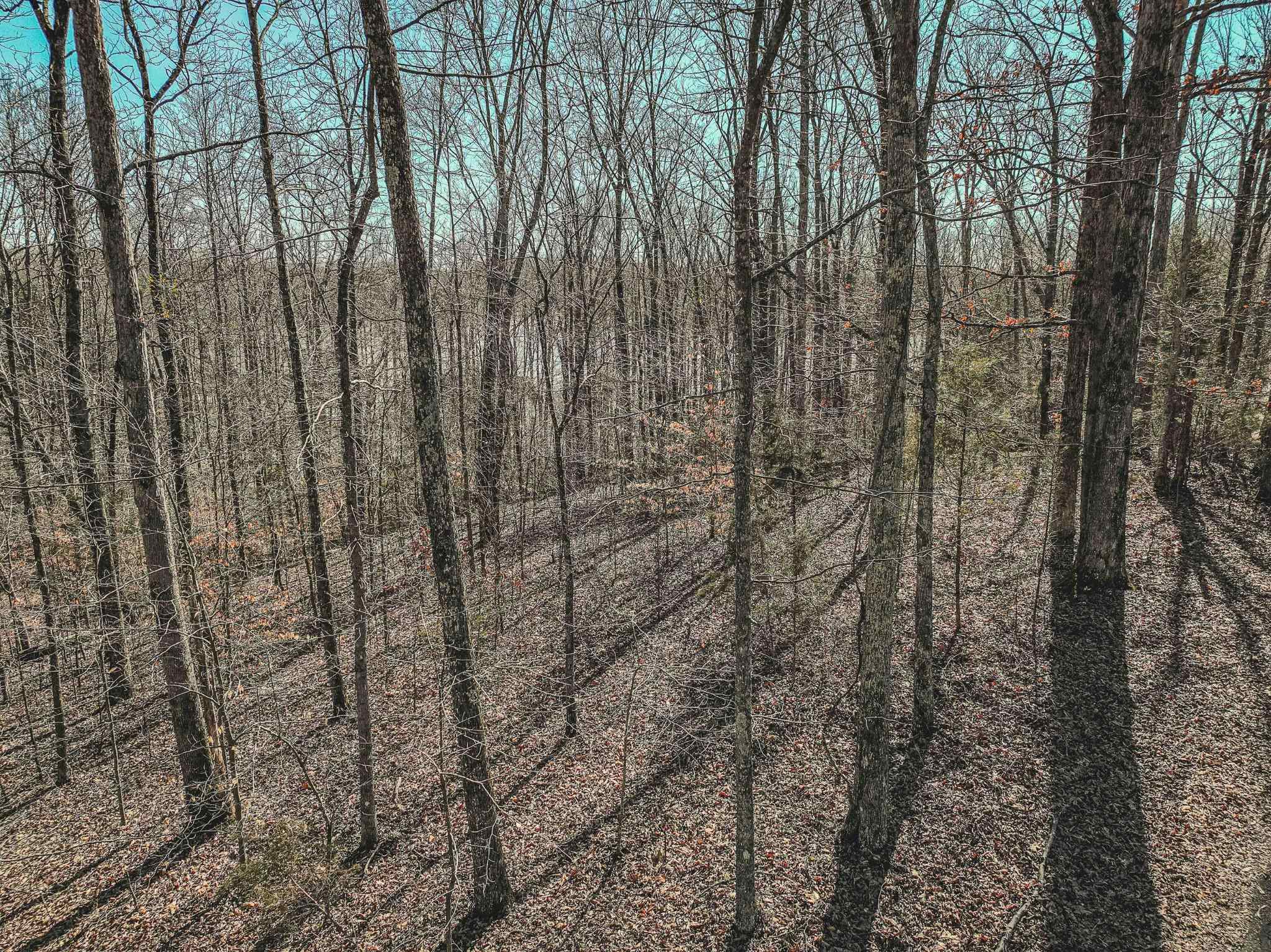 Lot 0425 Fawn Ridge Road Parsons, TN 38363 - Photo 14 of 21 a view of a yard with large trees