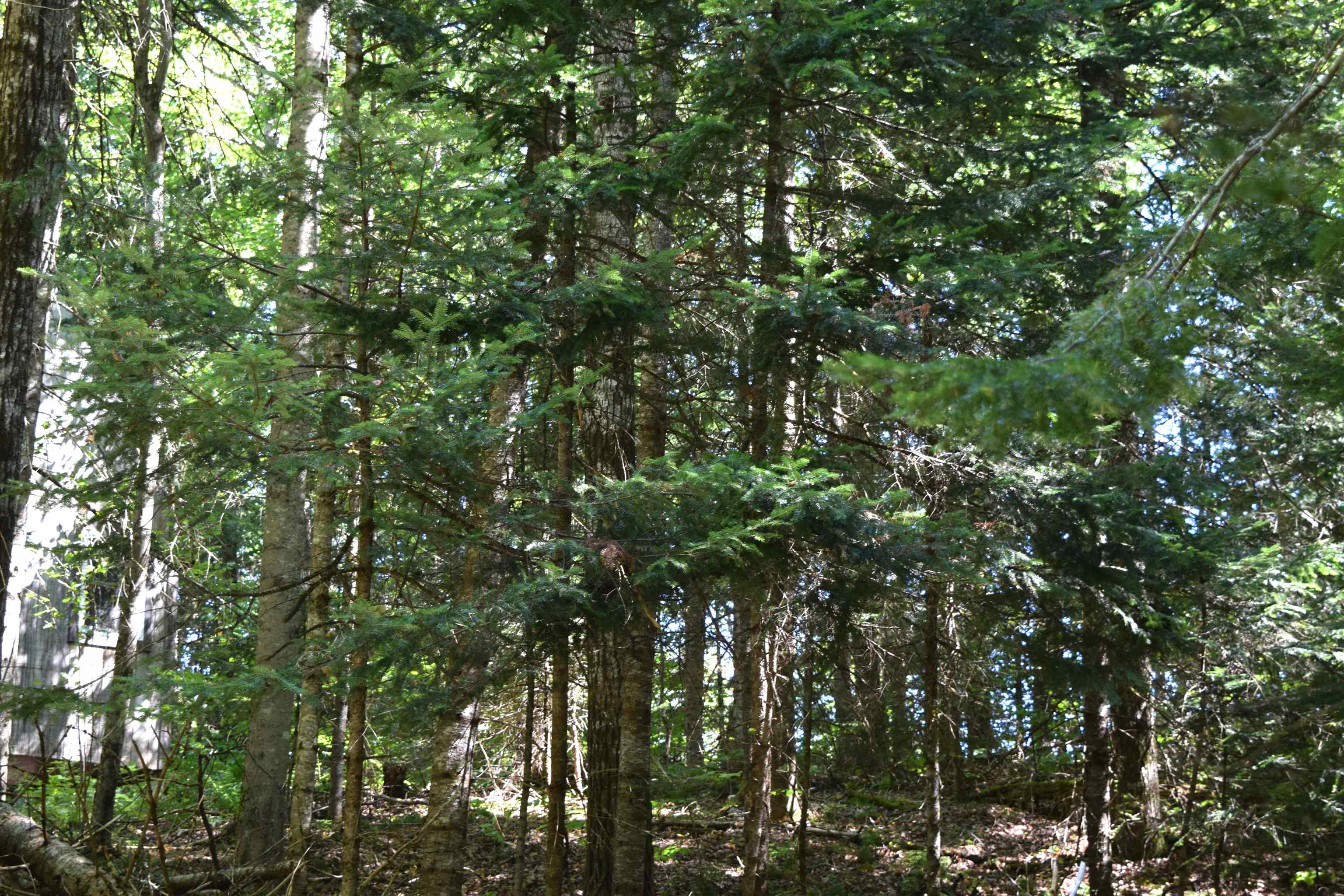 154 Moose Trail Road Bethlehem, NH 03574 - Photo 17 of 42