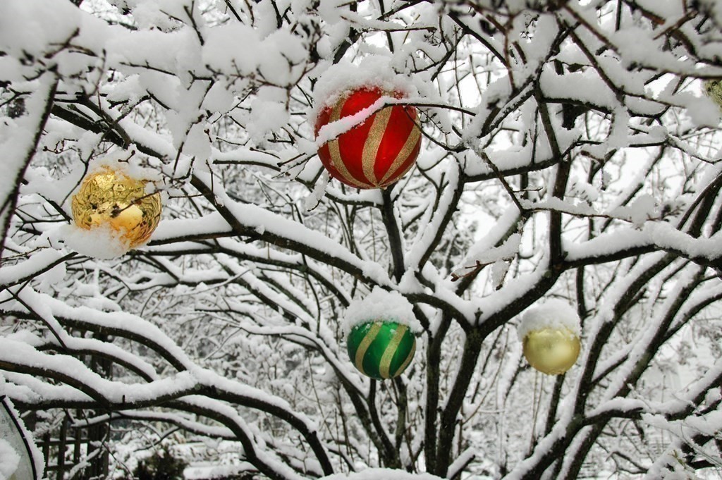 68 Dothan Street Arlington, MA 02474 - Photo 22 of 42 a picture of a tree