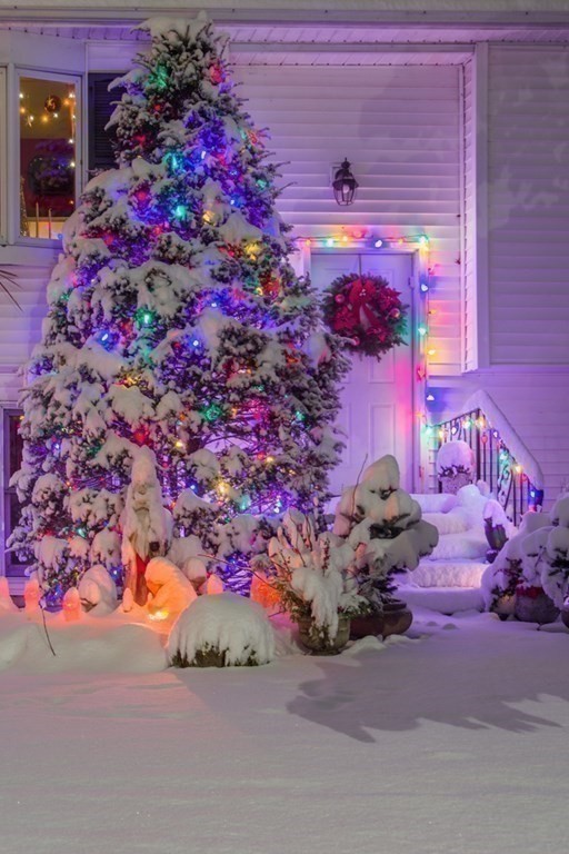 68 Dothan Street Arlington, MA 02474 - Photo 24 of 42 a picture of flowers