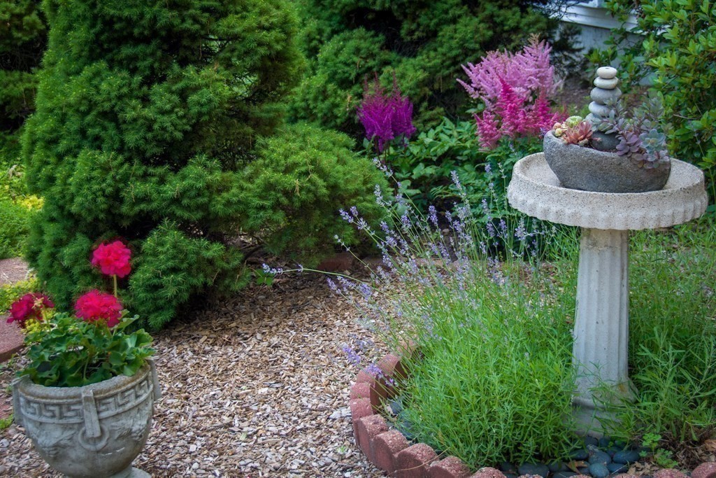 68 Dothan Street Arlington, MA 02474 - Photo 25 of 42 a view of a flower in a garden