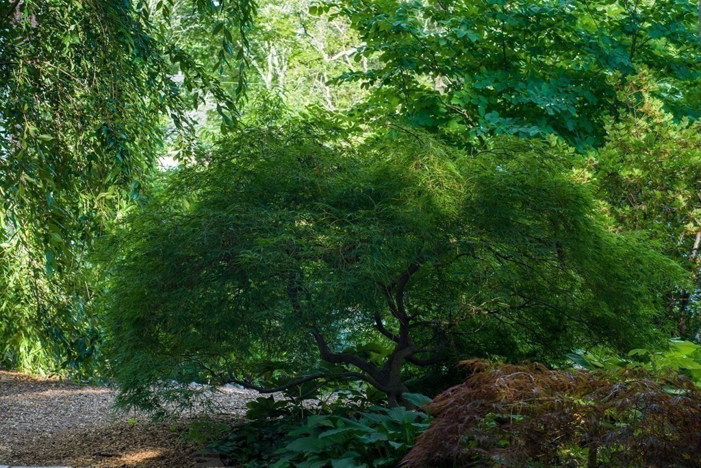 68 Dothan Street Arlington, MA 02474 - Photo 33 of 42 a view of a lush green forest with lots of trees