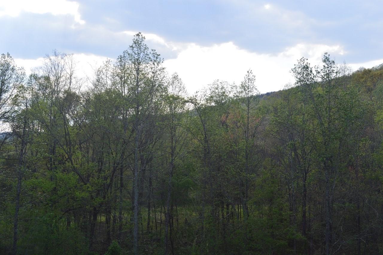 780 Cliffside Road Pikeville, TN 37367 - Photo 25 of 25 woods