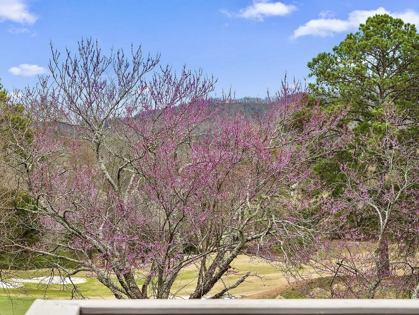 467 Wisley Way Ringgold, GA 30736 - Photo 33 of 40 a view of a dry yard with trees in the background