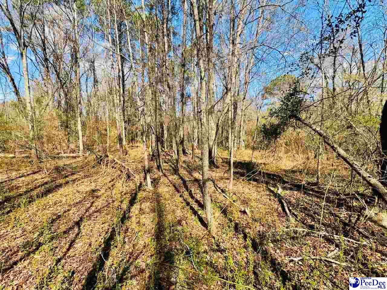 Sherrill Road Wallace, SC 29596 - Photo 2 of 21 Gallery Image 2
