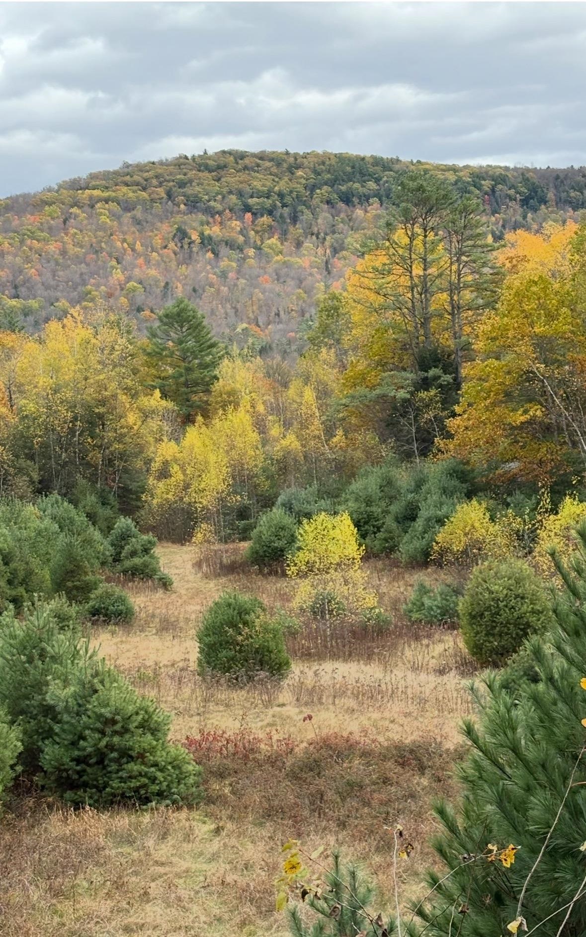 Lot 4 Catterall Road Lisbon, NH 03585 - Photo 1 of 7