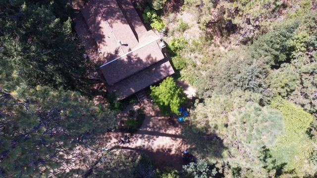a view of a tree in a yard