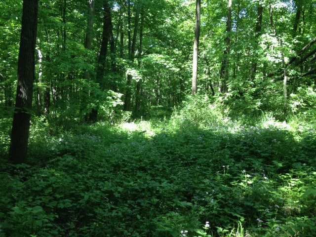 Xxx Mound Road Lena, IL 61048 - Photo 1 of 9 a view of a lush green forest