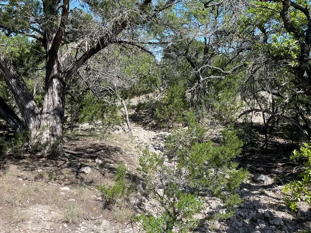 a view of a forest with a tree