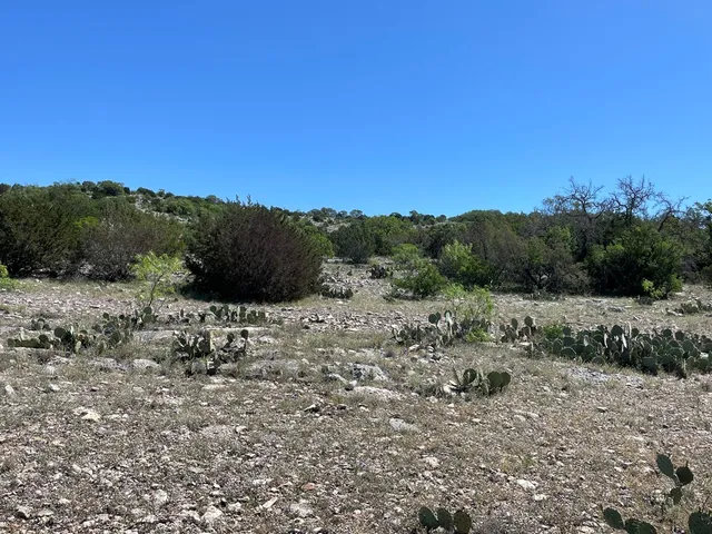 a view of a dry yard with trees in the background