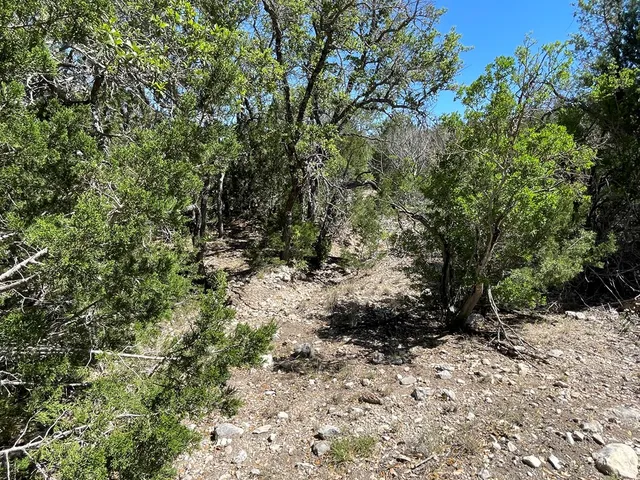 a view of a forest with trees in the background