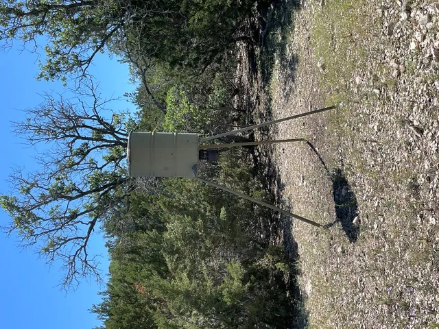 a view of a yard with plants and large trees