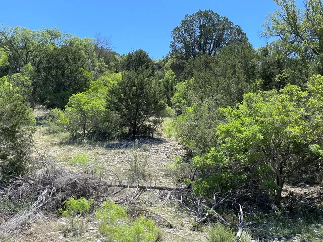 a view of a yard with plants and a tree