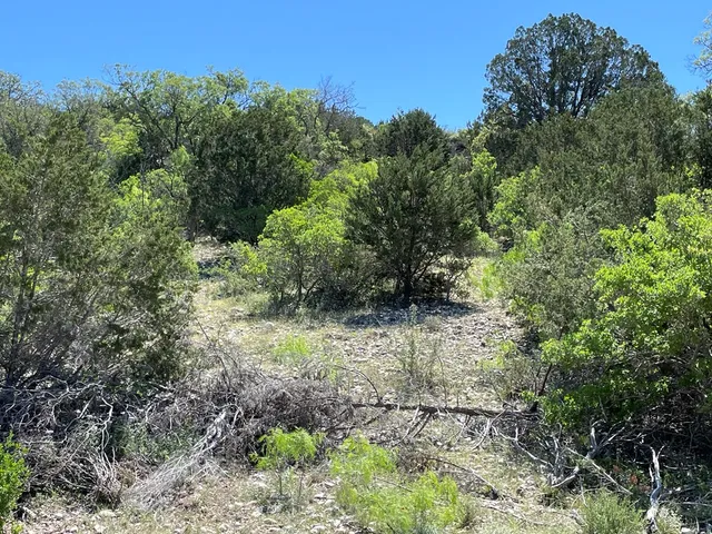a big yard with lots of green space